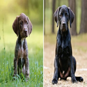 german shorthaired pointer growth chart