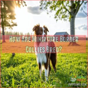 How Are Miniature Border Collies Bred