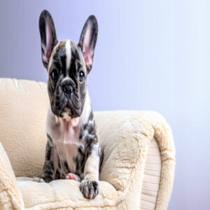 Lilac Merle French Bulldog Basics