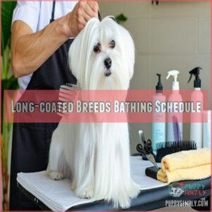 Long-coated Breeds Bathing Schedule