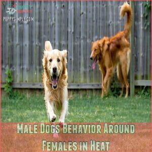 Male Dogs Behavior Around Females in Heat