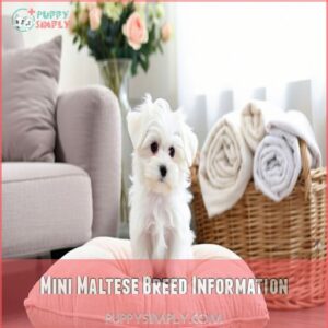 Mini Maltese Breed Information