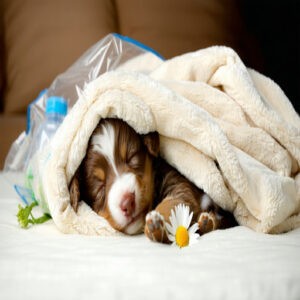 Proper Handling and Disposal of Deceased Puppies