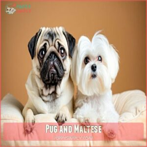 Pug and Maltese