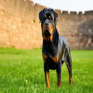 Rottweiler Origins and Characteristics