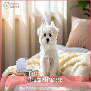 Teacup Maltese