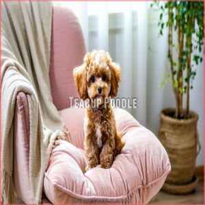 Teacup Poodle