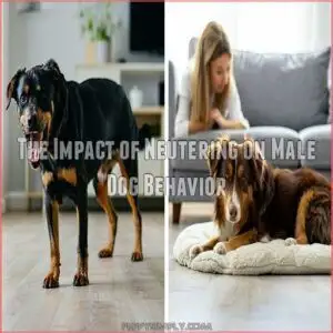 The Impact of Neutering on Male Dog Behavior