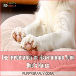 The Importance of Maintaining Your Dog