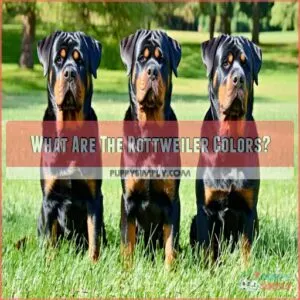 What Are The Rottweiler Colors