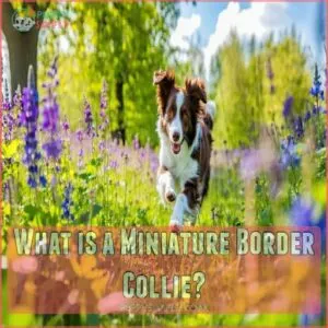 What is a Miniature Border Collie