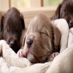 What to Do After a Mother Dog Gives Birth