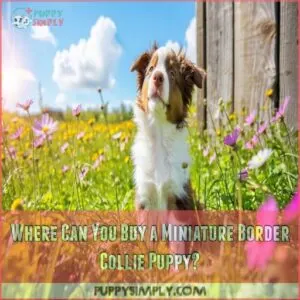 Where Can You Buy a Miniature Border Collie Puppy