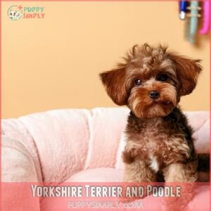 Yorkshire Terrier and Poodle