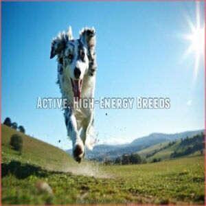 Active, High-Energy Breeds