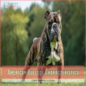 American Bulldog Characteristics