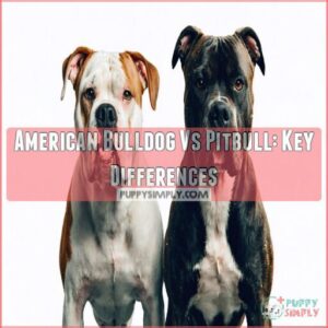 american bulldog vs pitbull