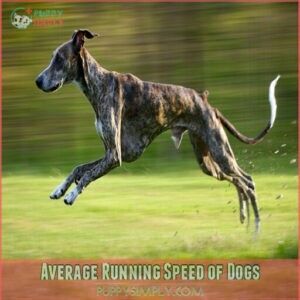 Average Running Speed of Dogs