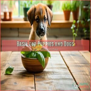 Basil for Puppies and Dogs