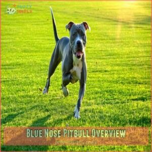 Blue Nose Pitbull Overview