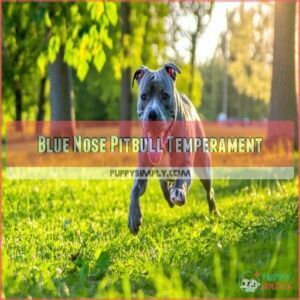 Blue Nose Pitbull Temperament