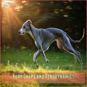 Body Shape and Aerodynamics