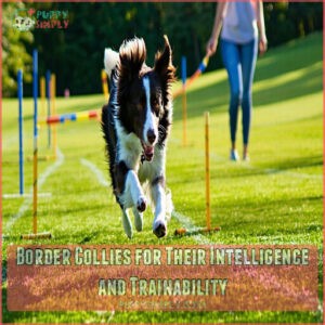 Border Collies for Their Intelligence and Trainability