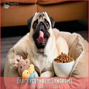 Brachycephalic Syndrome