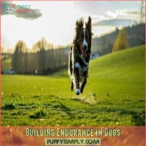 Building Endurance in Dogs