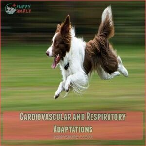 Cardiovascular and Respiratory Adaptations