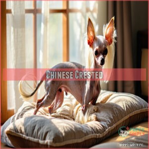 Chinese Crested