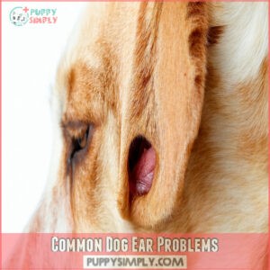 Common Dog Ear Problems