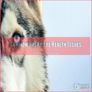 Common Husky Eye Health Issues