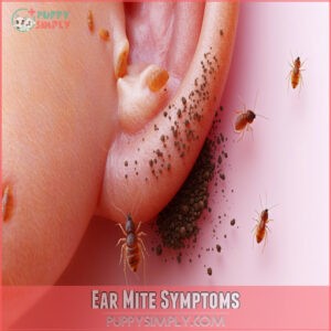 Ear Mite Symptoms