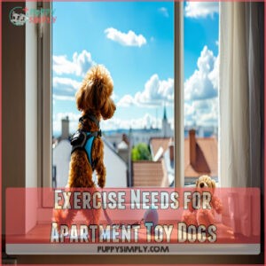 Exercise Needs for Apartment Toy Dogs