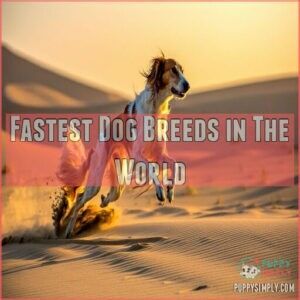 Fastest Dog Breeds in The World