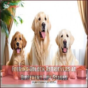 Feeding Golden Retrievers at Different Life Stages