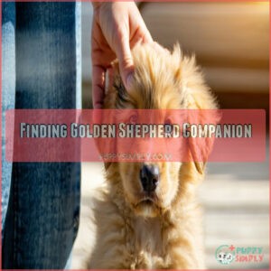 Finding Golden Shepherd Companion