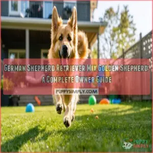 german shepherd retriever mix golden shepherd a complete guide