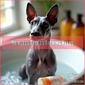 Hairless Breeds Bathing Needs