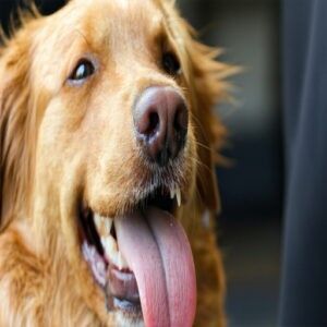 Health Considerations of Kissing Dogs