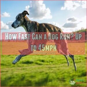 how fast can a dog run