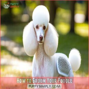 How to Groom Your Poodle