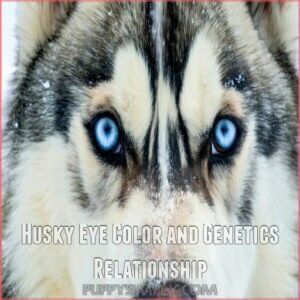 Husky Eye Color and Genetics Relationship