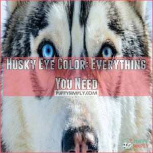 husky eye color everything you want to know about the eyes of huskies