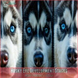 Husky Eye Development Stages