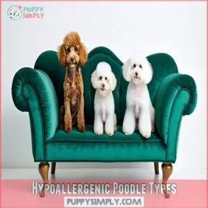 Hypoallergenic Poodle Types Hypoallergenic Poodle Types