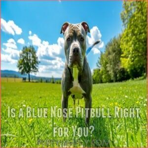 Is a Blue Nose Pitbull Right for You