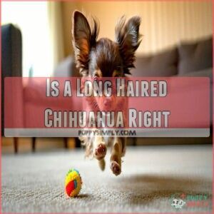 Is a Long Haired Chihuahua Right