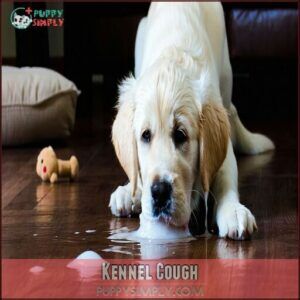 Kennel Cough